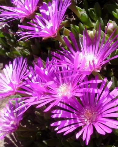 Delosperma obtusum flowers